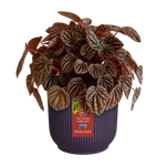 the winery collection 14cm deep purple